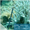 指示棒ポインターアルミニウムダイビングアクセサリーパーツ小物スキューバダイビングマリンスポーツ