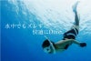 ウェイトベルトヘレイワホHeleIWahoスキンダイビングフリーダイビングシリコンダイビング素潜りスピアフィッシングウエイトベルト